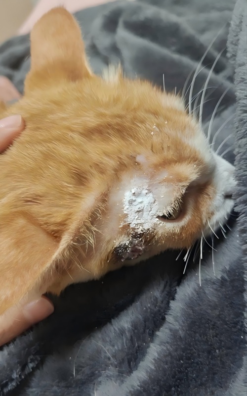 Vetmedix-tapausten jakaminen 丨Erittäin tehokkaan laserhoidon sovellustapaus ihohaavojen hoidossa