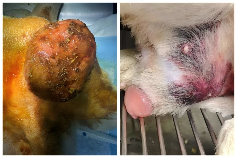 Vetmedix-tapausten jakaminen 丨Energisen laserhoidon soveltaminen eturauhasen laajentumisen hoidossa