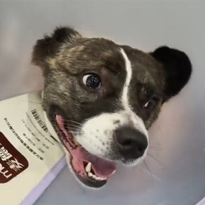 Vetmedix-tapausraportti 丨Eläinlääkinnällisen laserhoidon käyttö akuutin neuriitin hoidossa koirapotilaalla