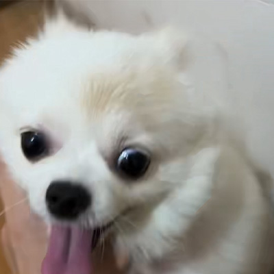 Vetmedix-tapausten jakaminen 丨Suuren energian laserin käyttötapaus koirien silsan hoidossa